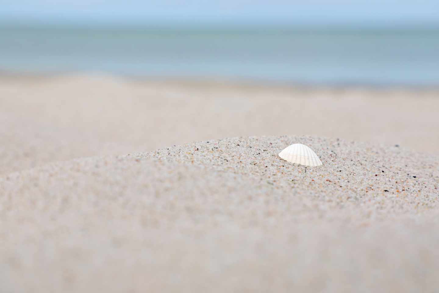 daenemark-marielyst-strand-muschel-g-1405479941.jpg