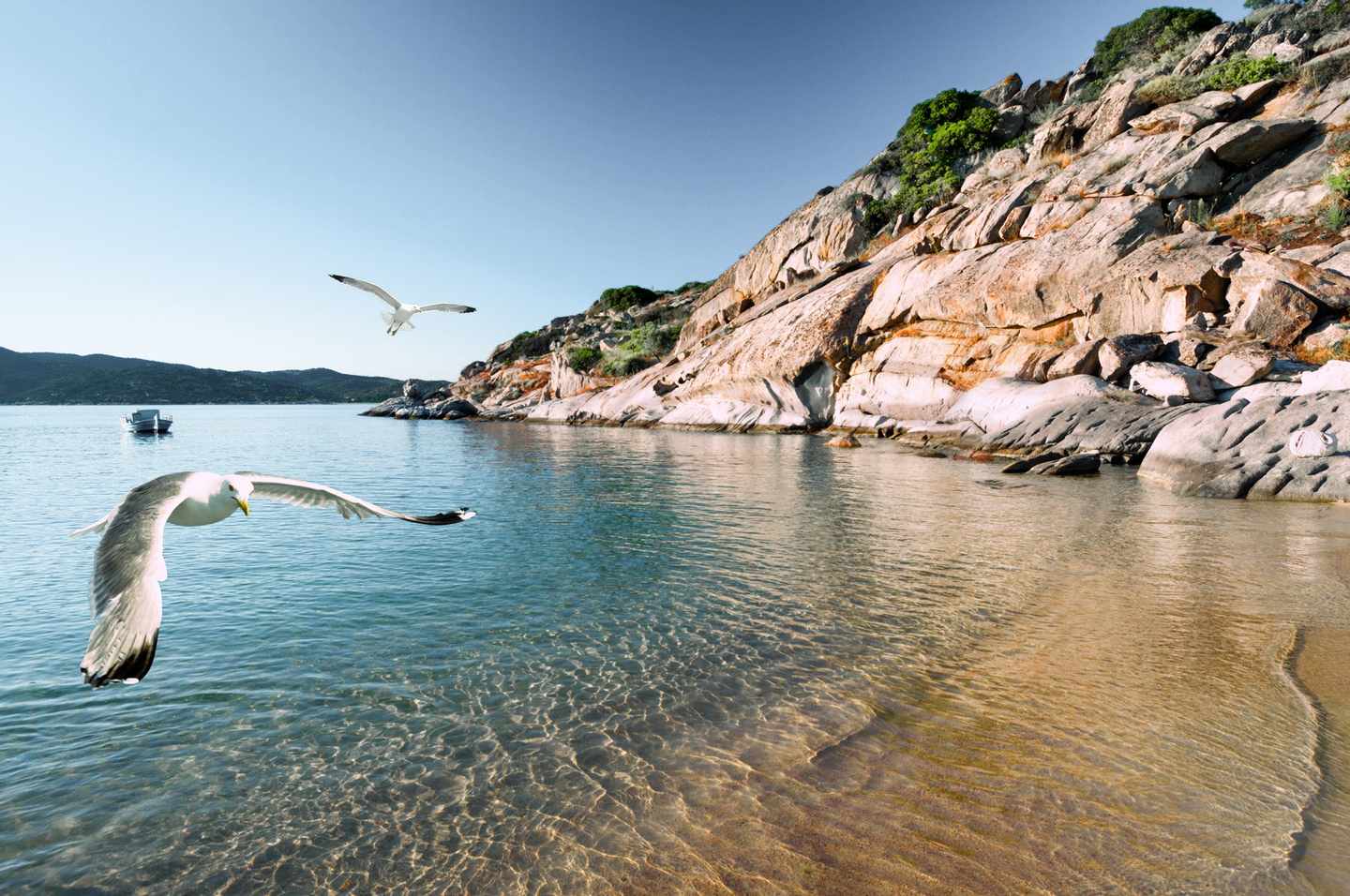 griechenland-chalkidiki-sithonia-strand-moewen-g-521049299.jpg