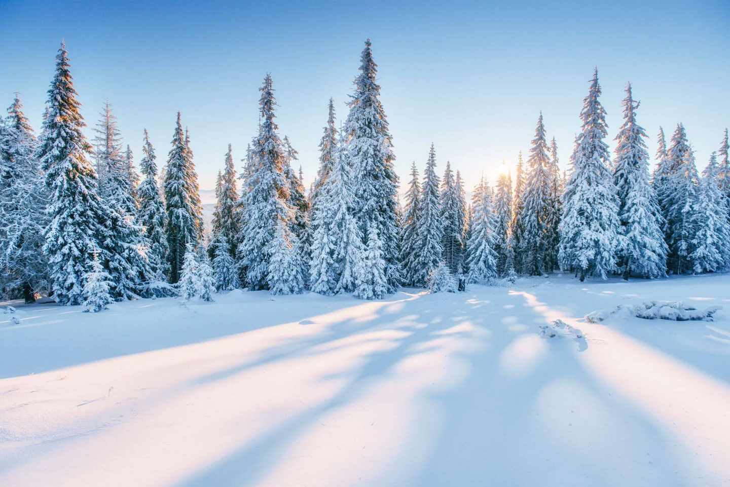 deutschland-winterlandschaft-tannenbaeume-g-645466274.jpg