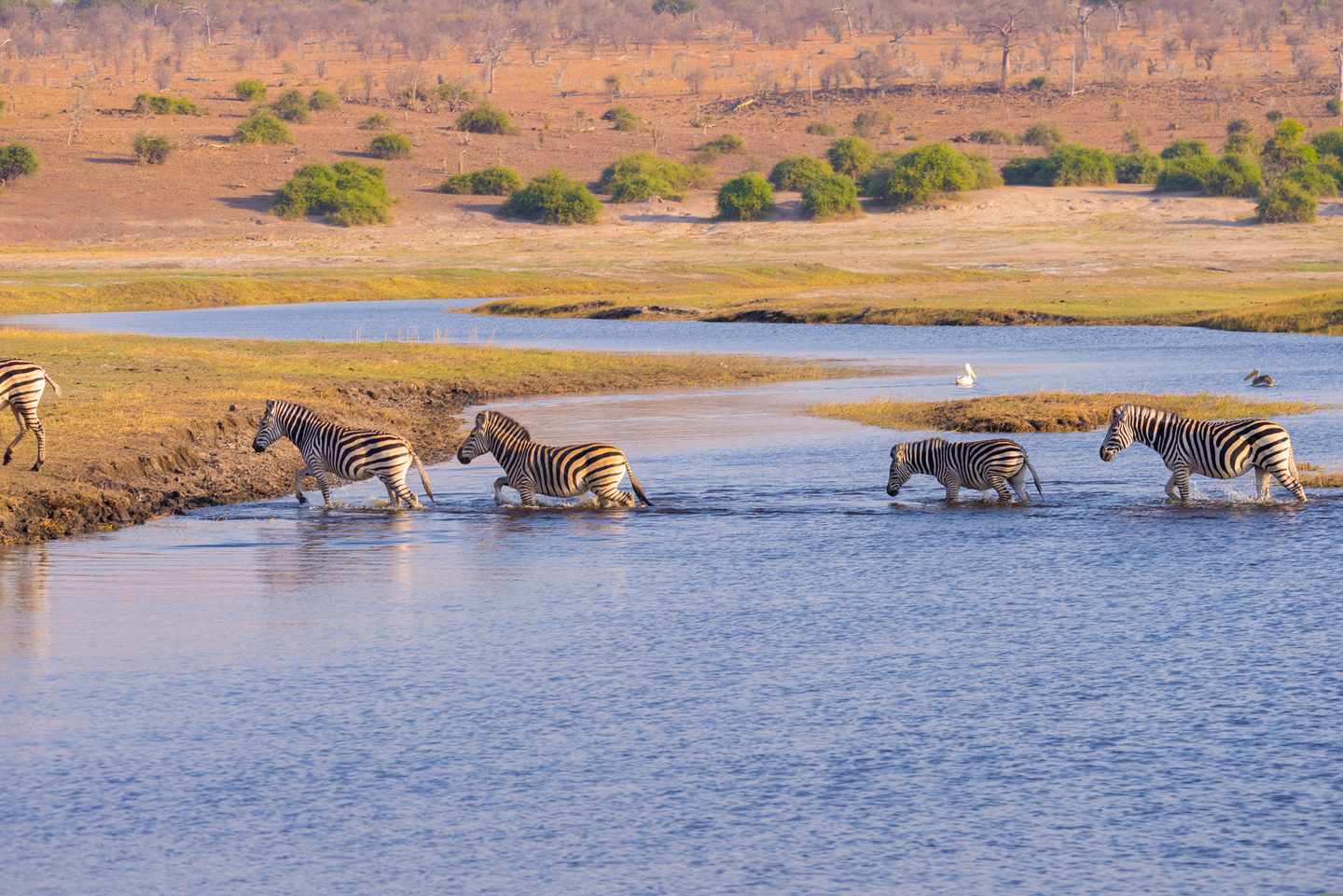 botswana-okavangodelta-zebras-g-618856878.jpg
