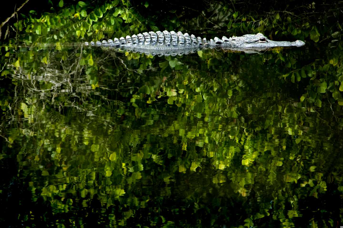 usa-everglades-aligator-g-119171282.jpg