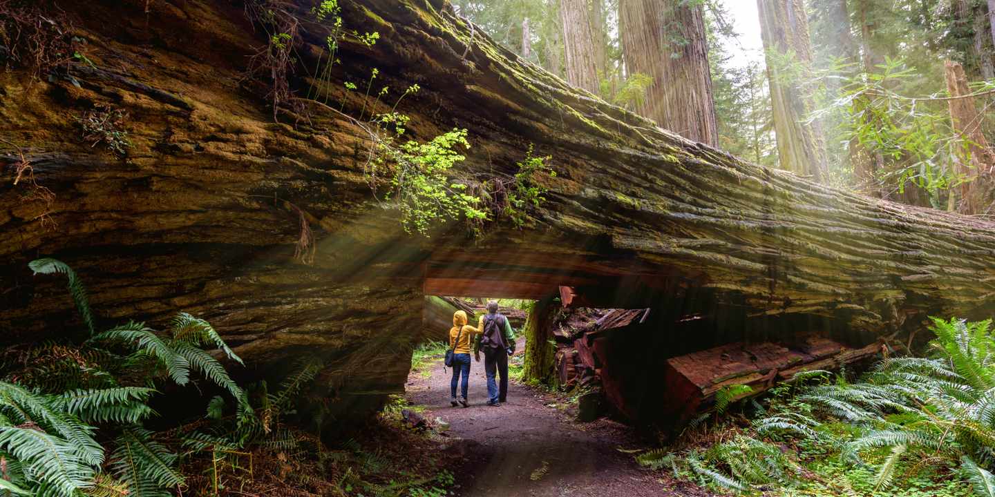 usa-kalifornien-redwood-nationalpark-g-1139426571.jpg