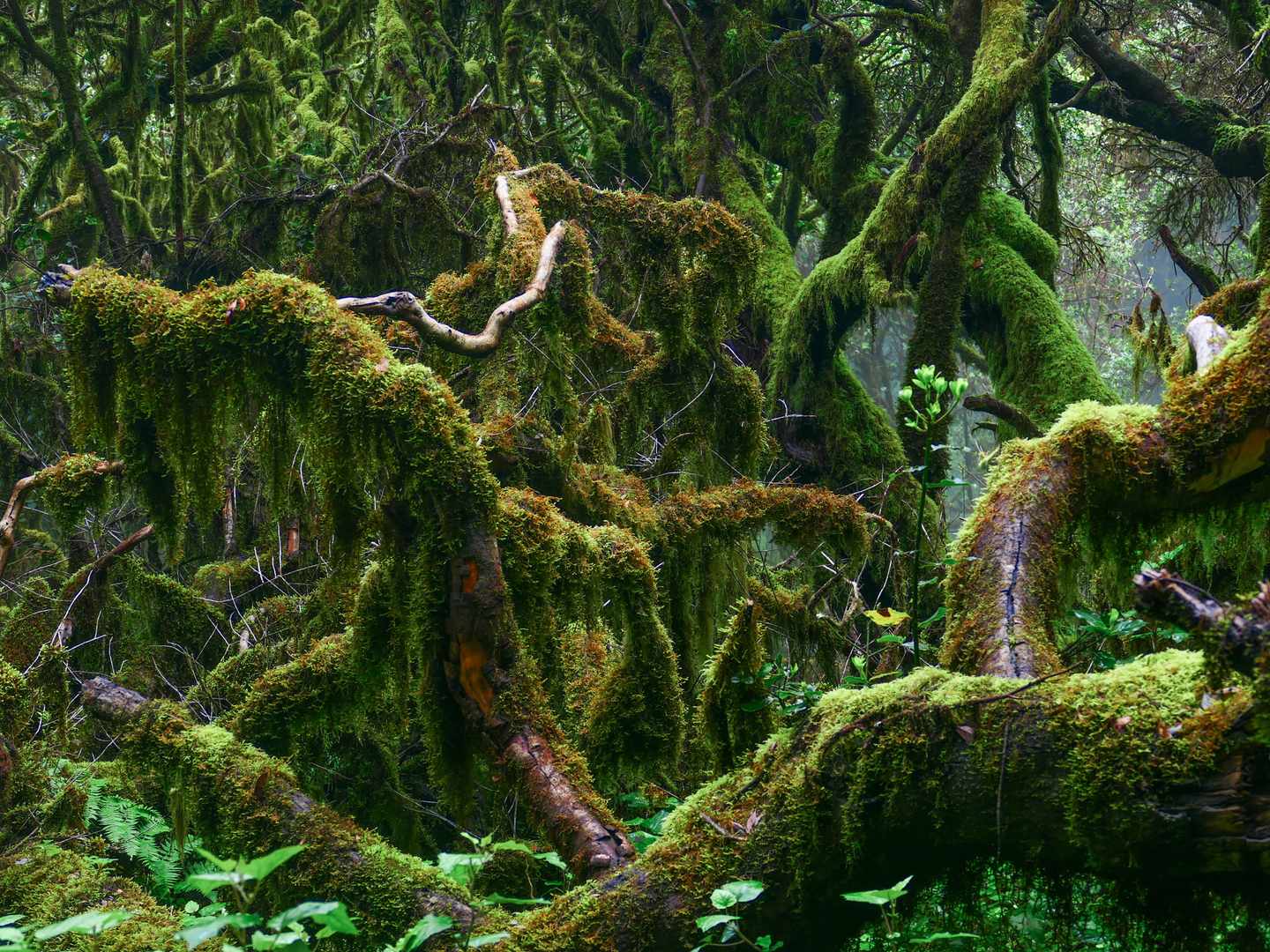GettyImages-2223430391.jpg Moosbewachsene Lorbeerbäume im Nationalpark Garajonay auf La Gomera mit dichtem Nebelwald und üppiger Vegetation