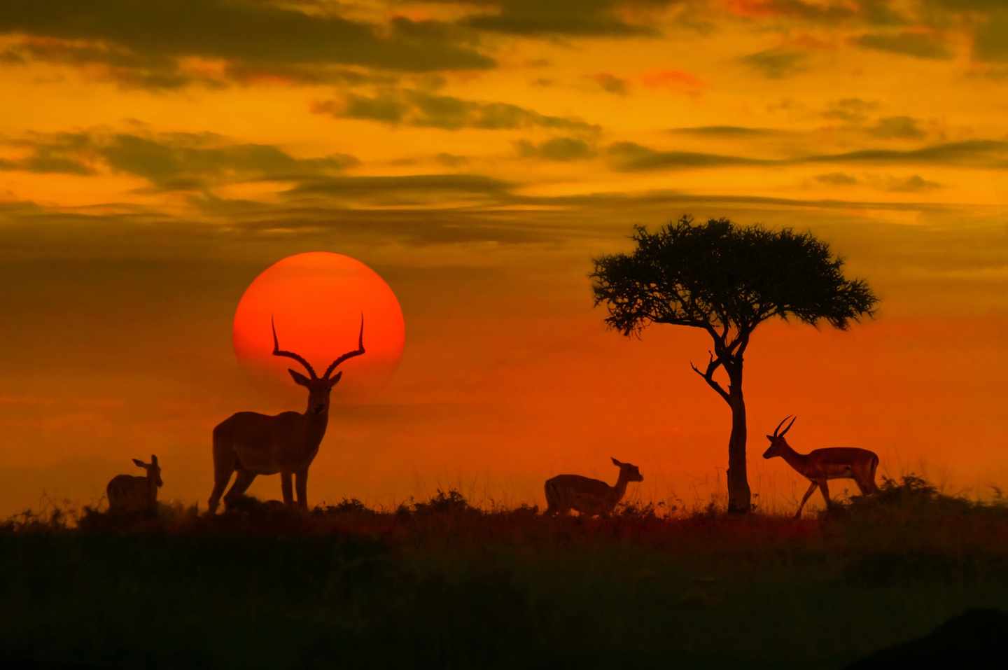 suedafrika-tiere-sonnenuntergang-t-532389864.jpg