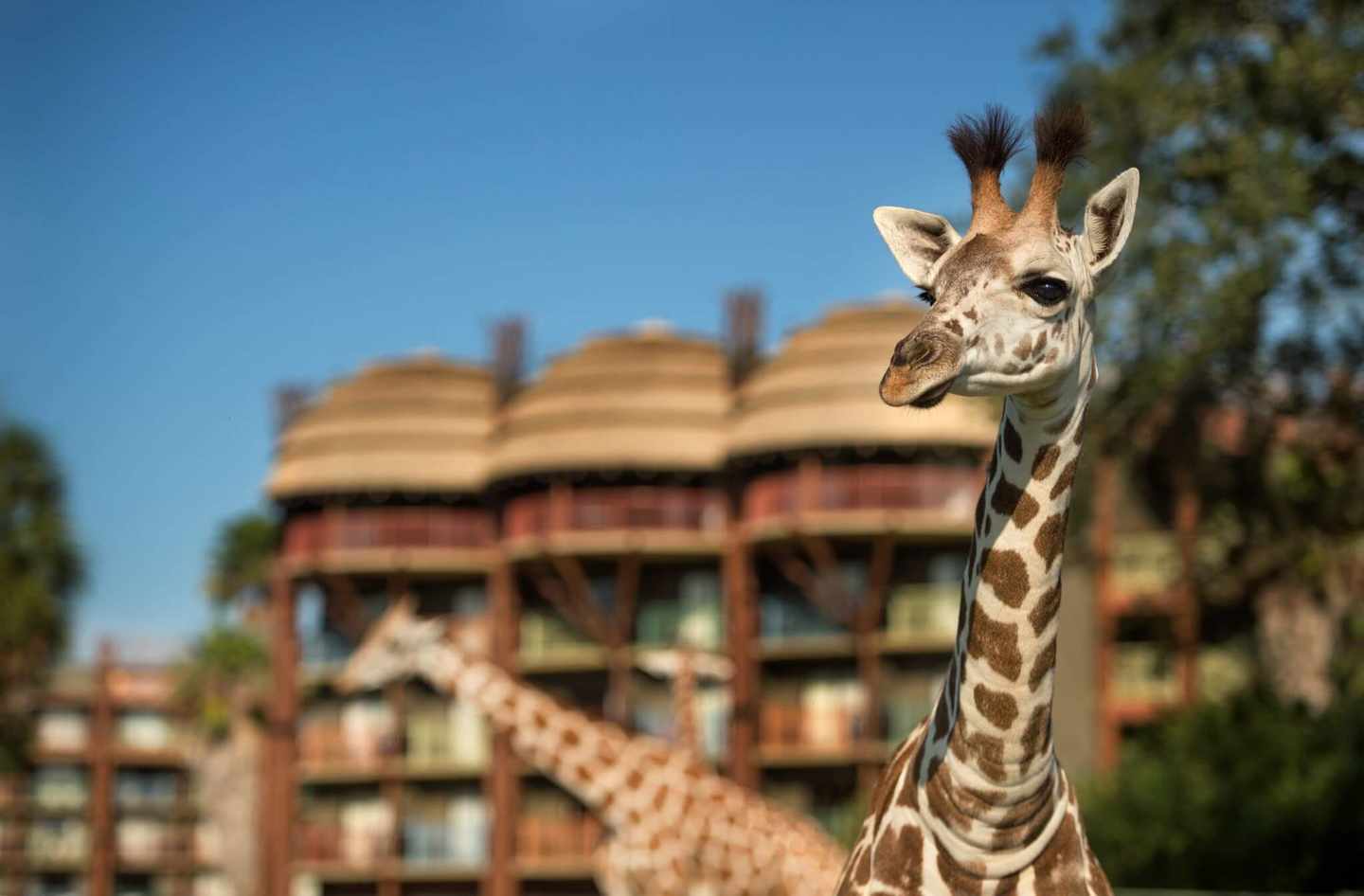 disney-world-resort-animal-kingdom-giraffe.jpg