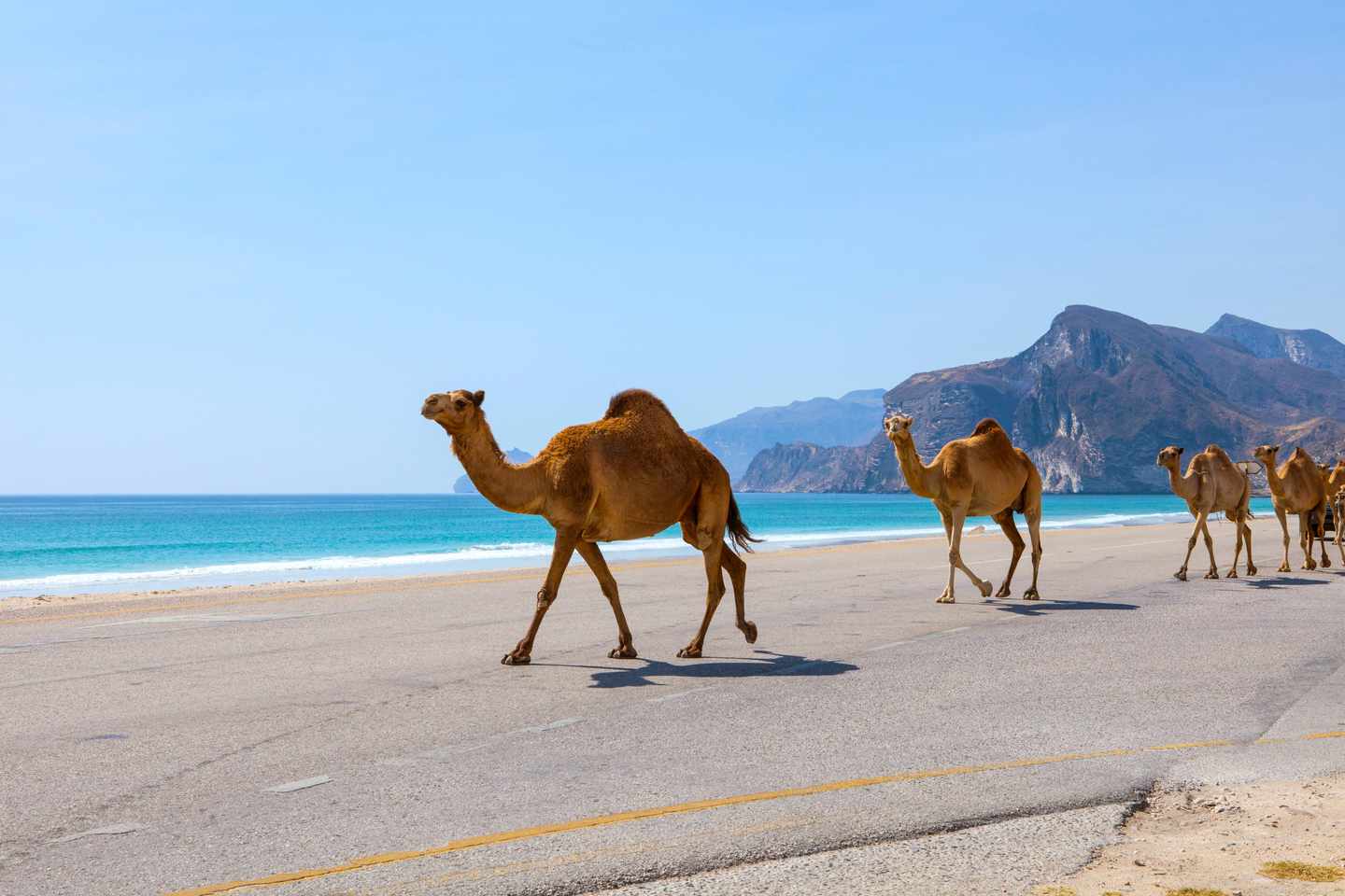 oman-kamele-strand-g-505567936.jpg