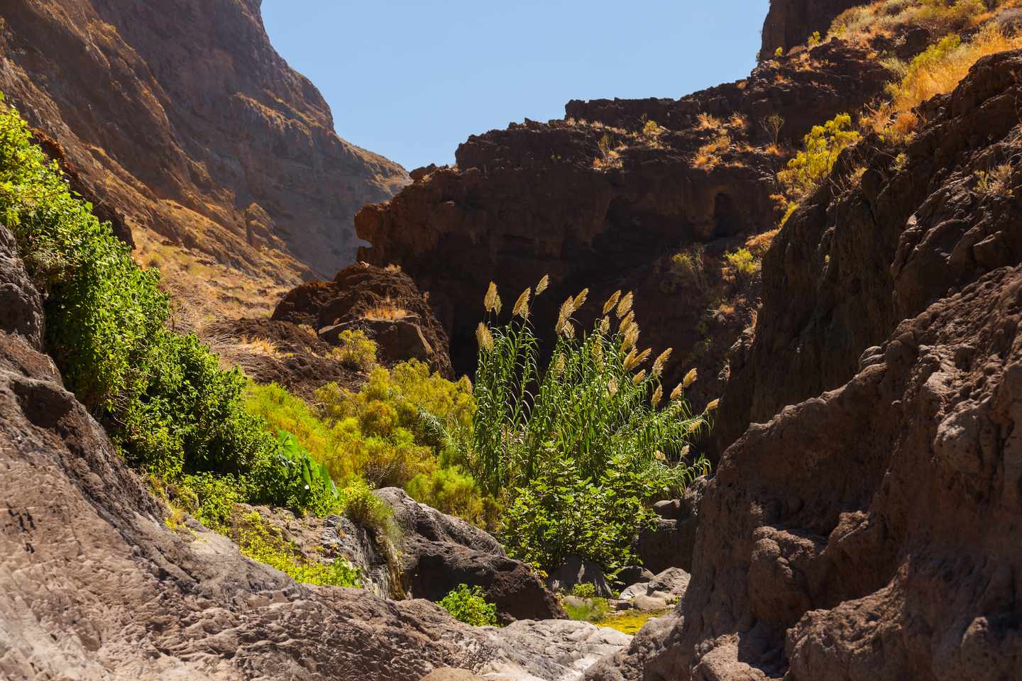 blta8710a8dcf9ae1ca-spanien-kanaren-teneriffa-schlucht-masca-g-613747684.jpg Schlucht Masca