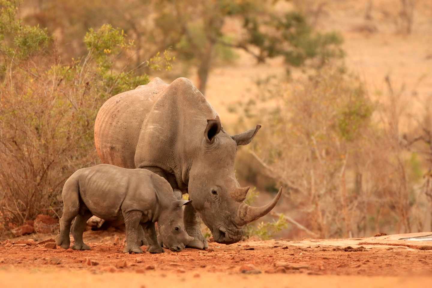 nashorn-g-847030312.jpg