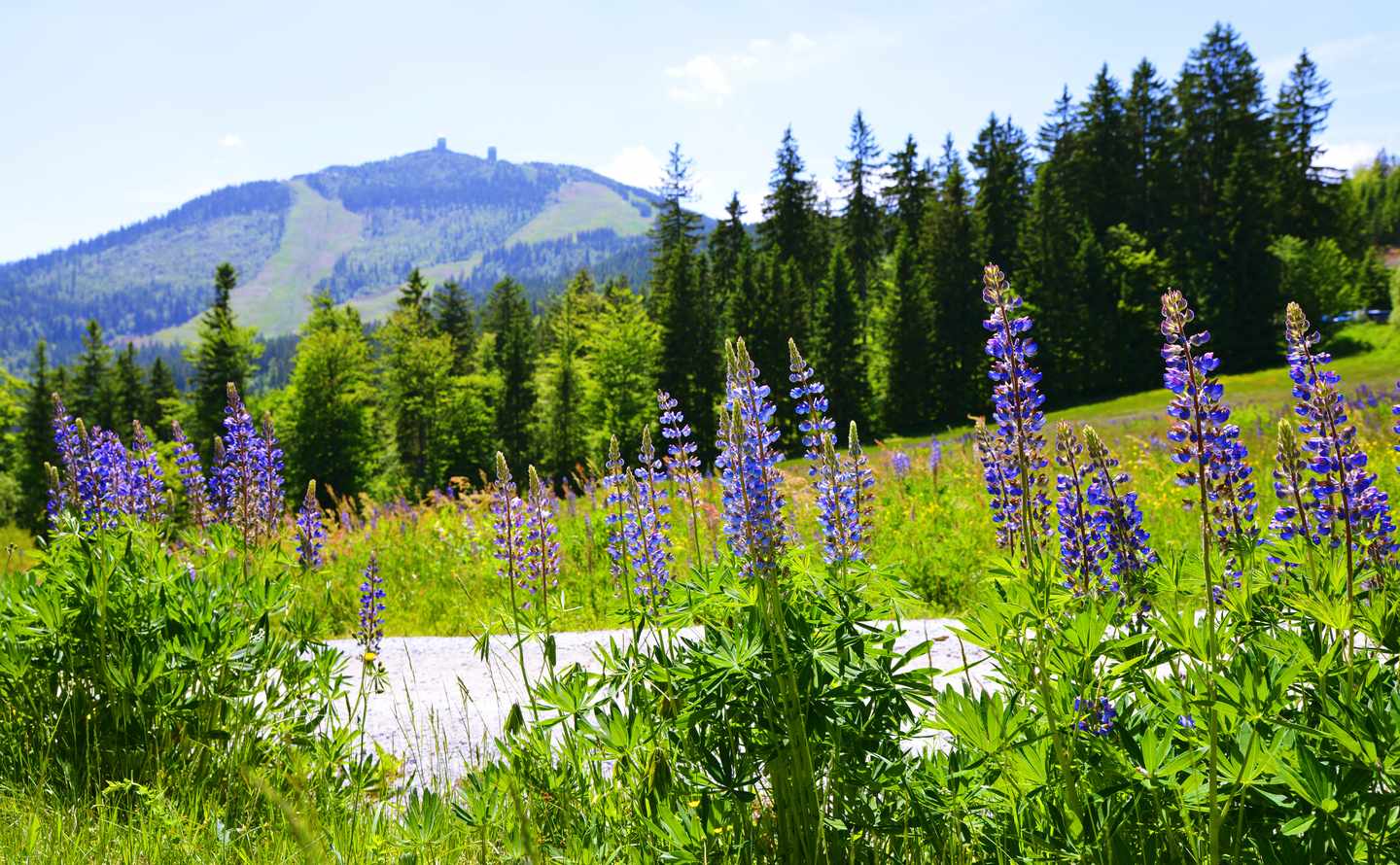 Hotels im Bayerischen Wald: blühende Lupinen im Nationalpark