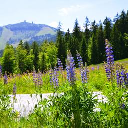 Hotels im Bayerischen Wald