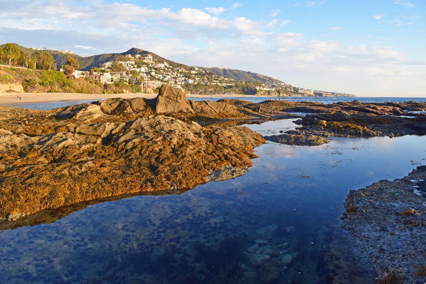 usa-kalifornien-laguna-beach-nahaufnahme-der-gezeiten-seen-im-sommer-g-532958075.jpg