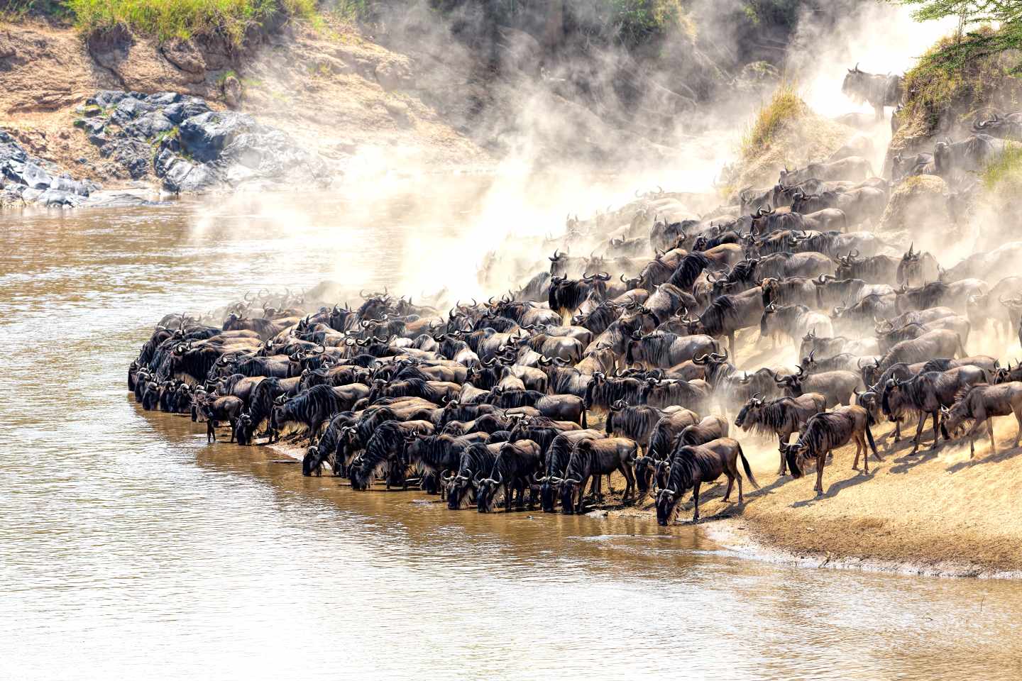 afrika-masai-mara-gnuherde-g-534918157.jpg