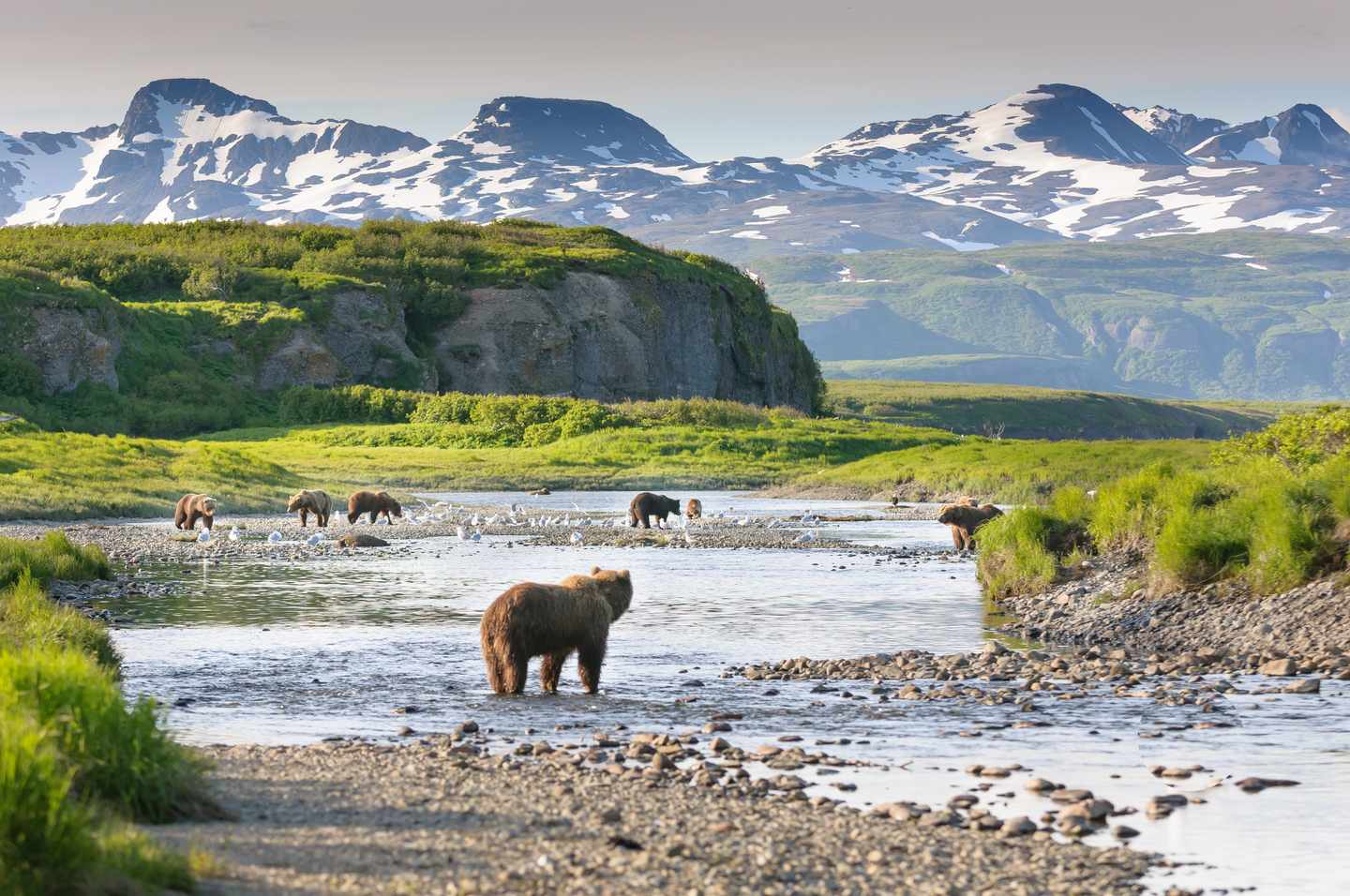 usa-alaska-mcneil-river-braunbären-jagen-lachs-g-499171624.jpg
