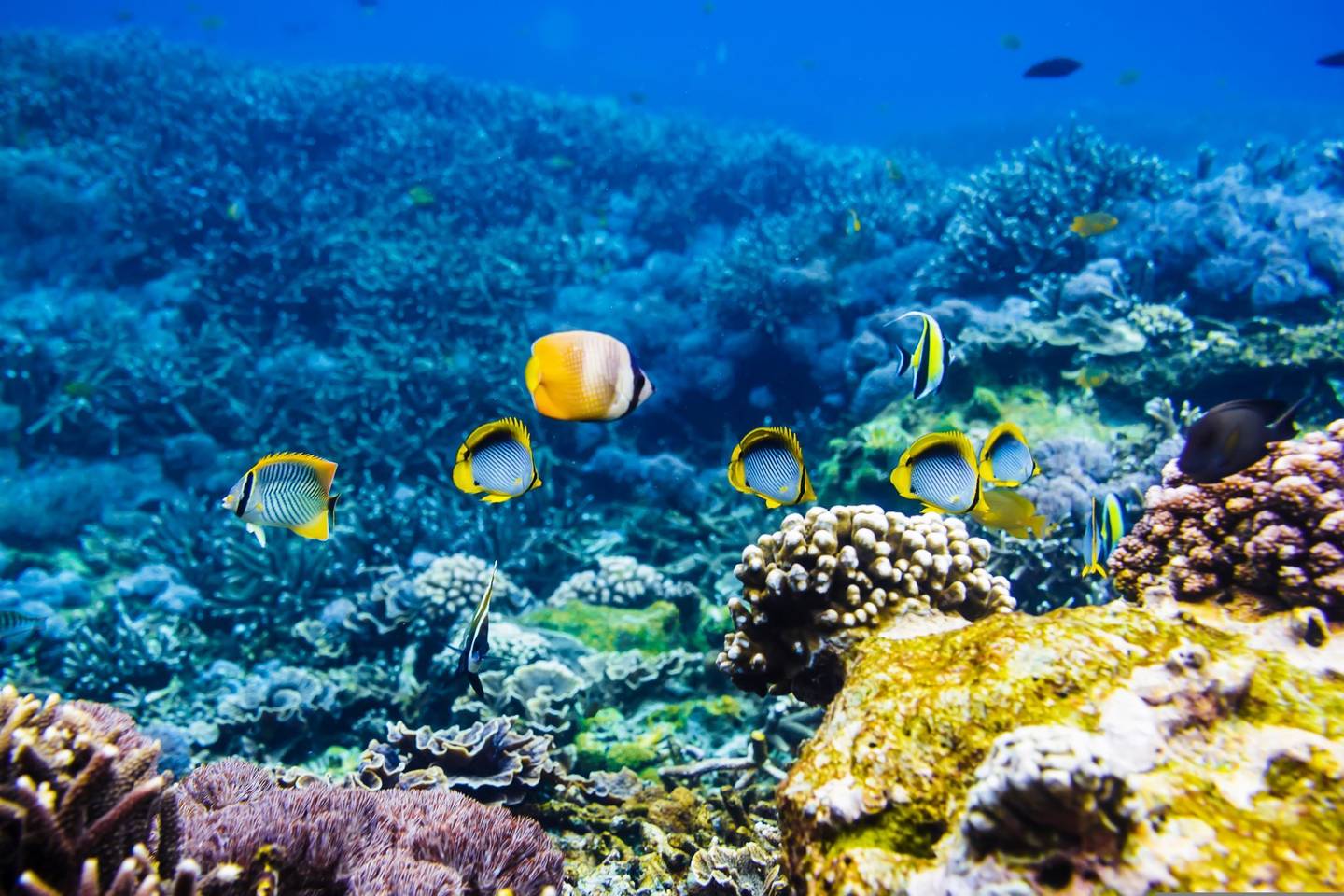 bltf6103c9557f02af4-thailand-tauchen-fische-g-913065316_.jpg thailand-tauchen-fische-g-913065316_.jpg