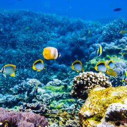 thailand-tauchen-fische-g-913065316_.jpg