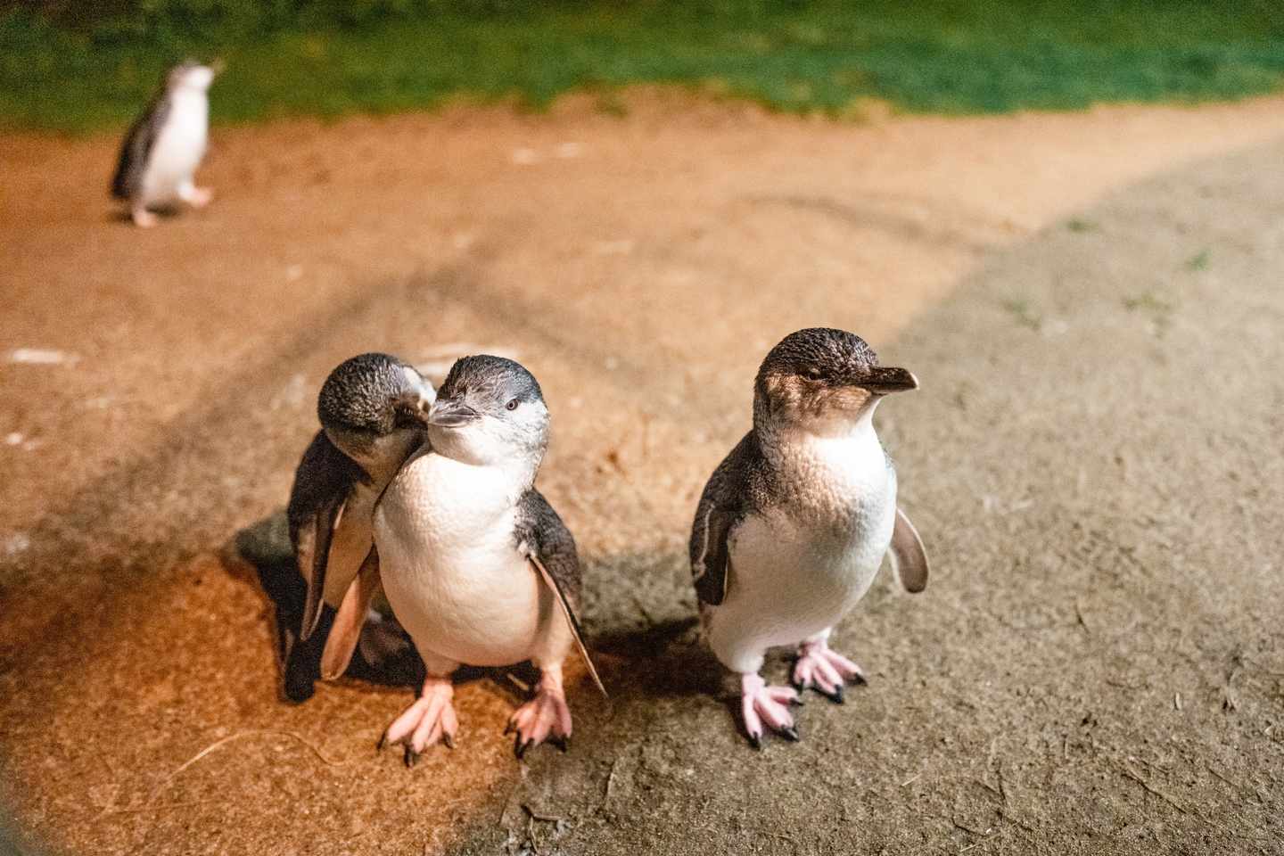 Pinguine in Victoria - Australien