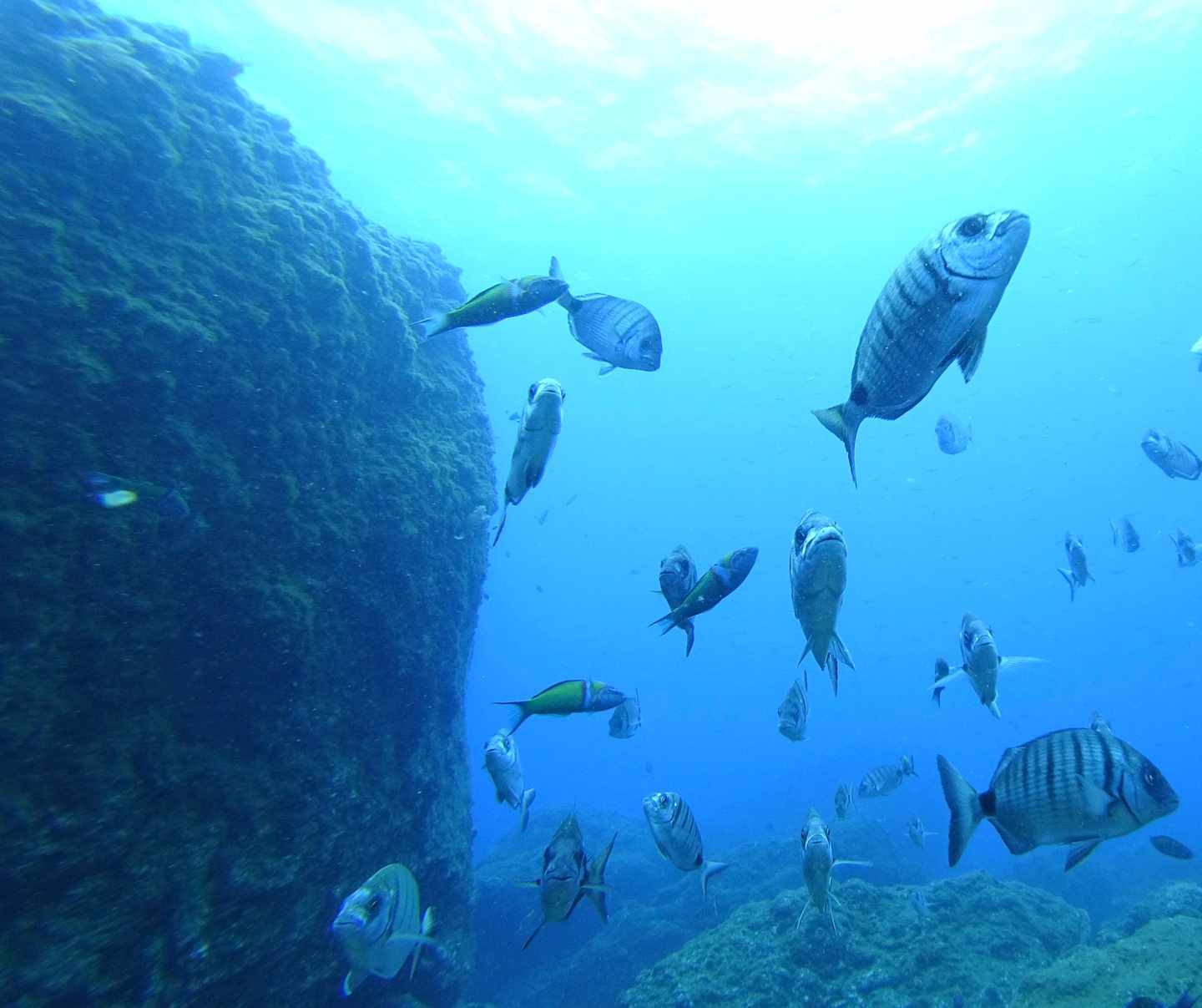 Portugal-madeira-unterwasser-fische-riff-jahn-g-1302596906.jpg
