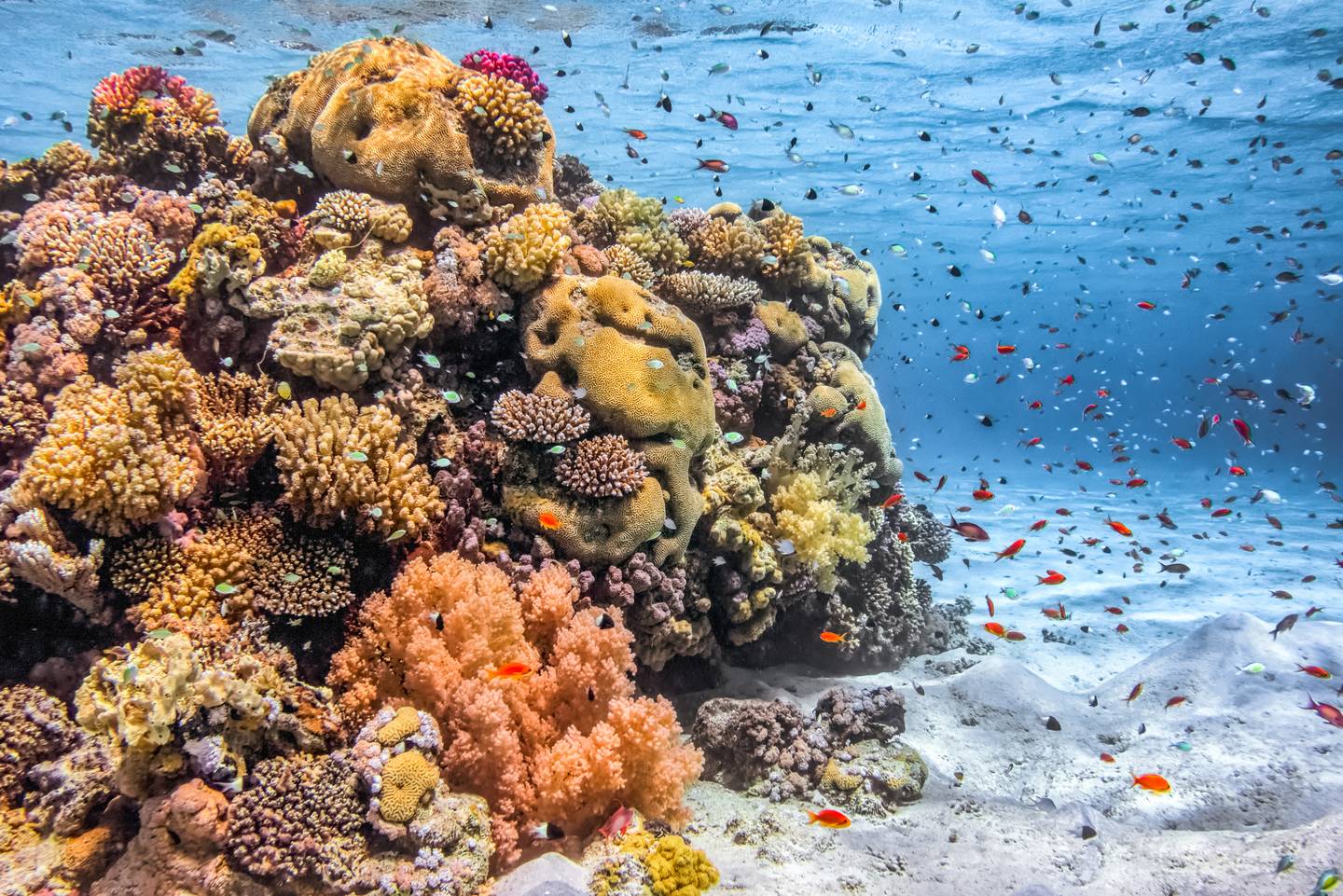 aegypten-marsa-alam-unterwasser-korallen-g-876970472-2.jpg