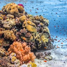 aegypten-marsa-alam-unterwasser-korallen-g-876970472-2.jpg
