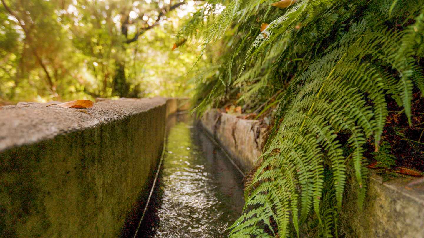 portugal-madeira-levada-lorbeerwald-wasserkanal-wanderweg-farne-g-2167038048.jpg