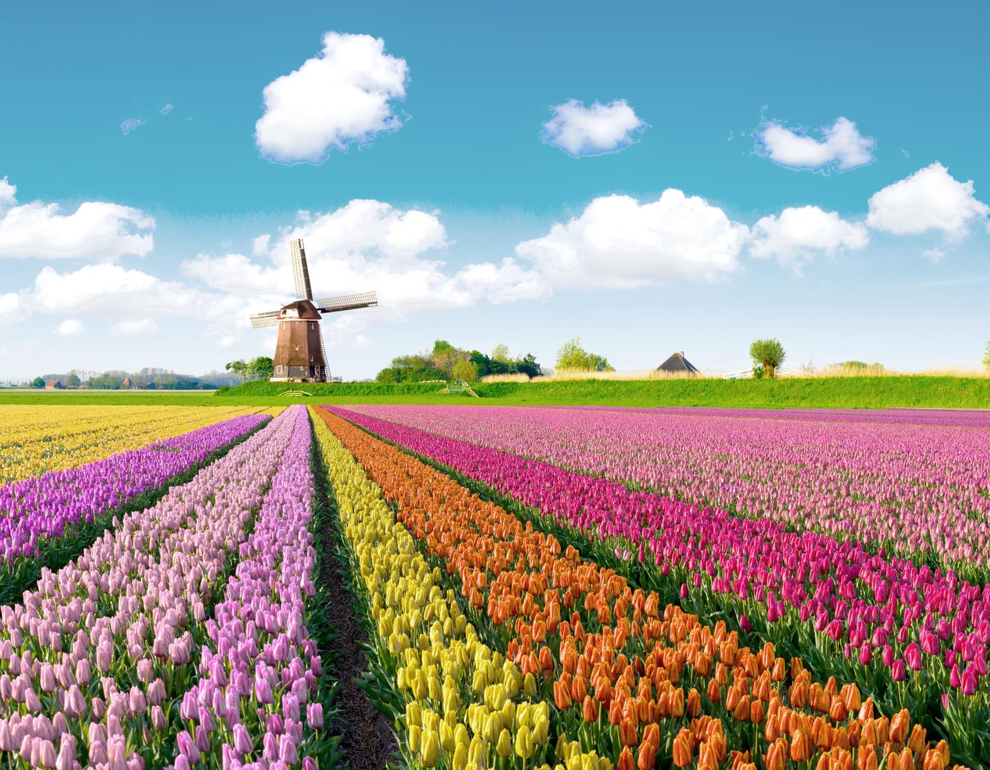 niederlande-tulpen-g-638591946.jpg
