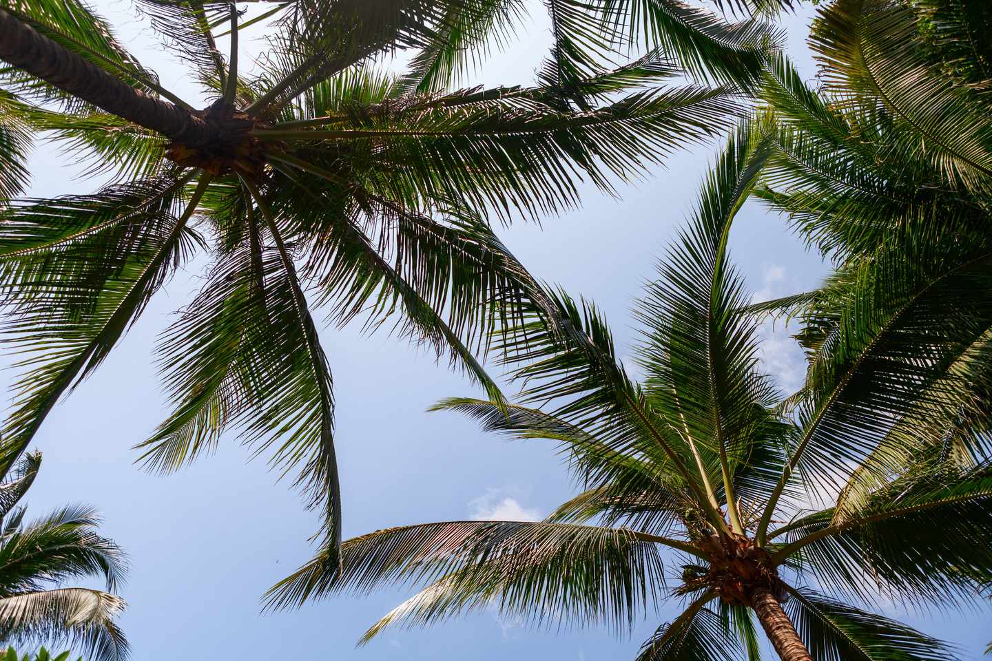 Koh-Samui-Kokospalmenblätter-g-1413891206.jpg