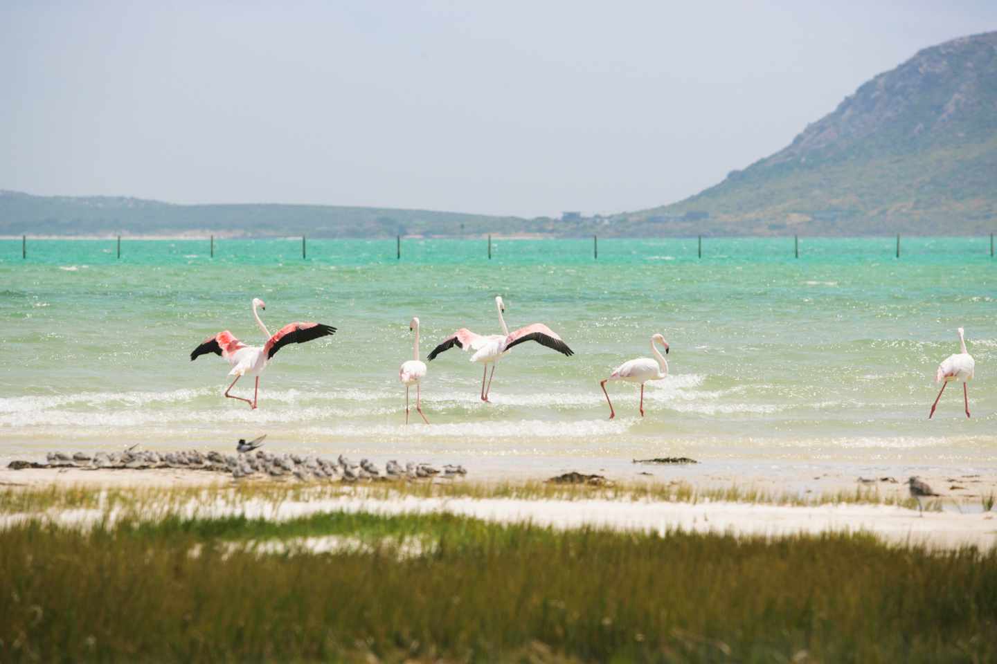 suedafrika-flamingos-west-coast-nationalpark-g-525770583.jpg