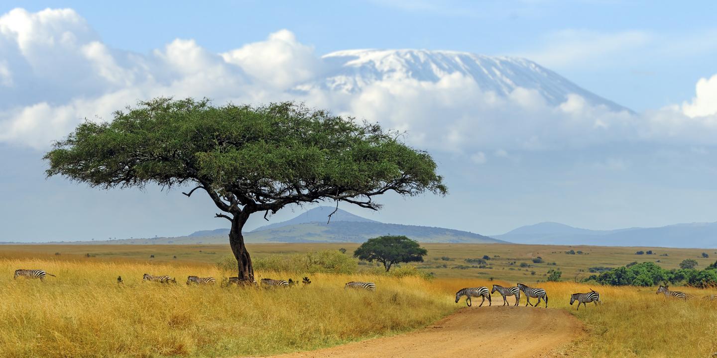 kenia-kilimanjaro-savanne-g-1403952272.jpg