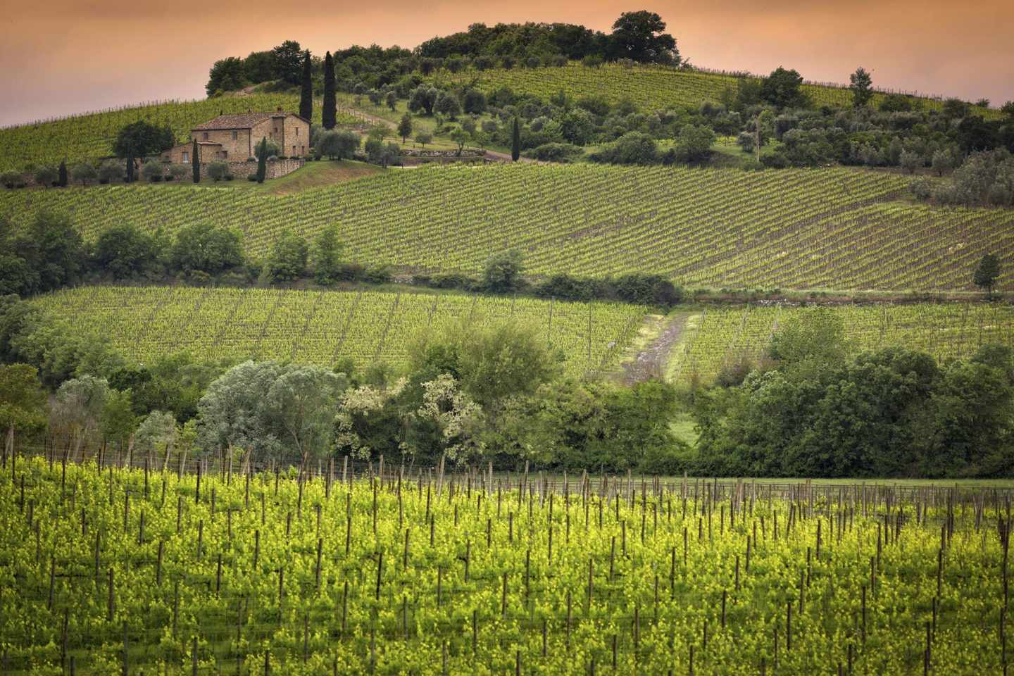 italien-toskana-weinberge-t-178825960.jpg