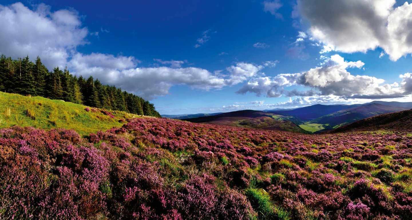 irland-wicklow-mountains-p-D45126.jpg