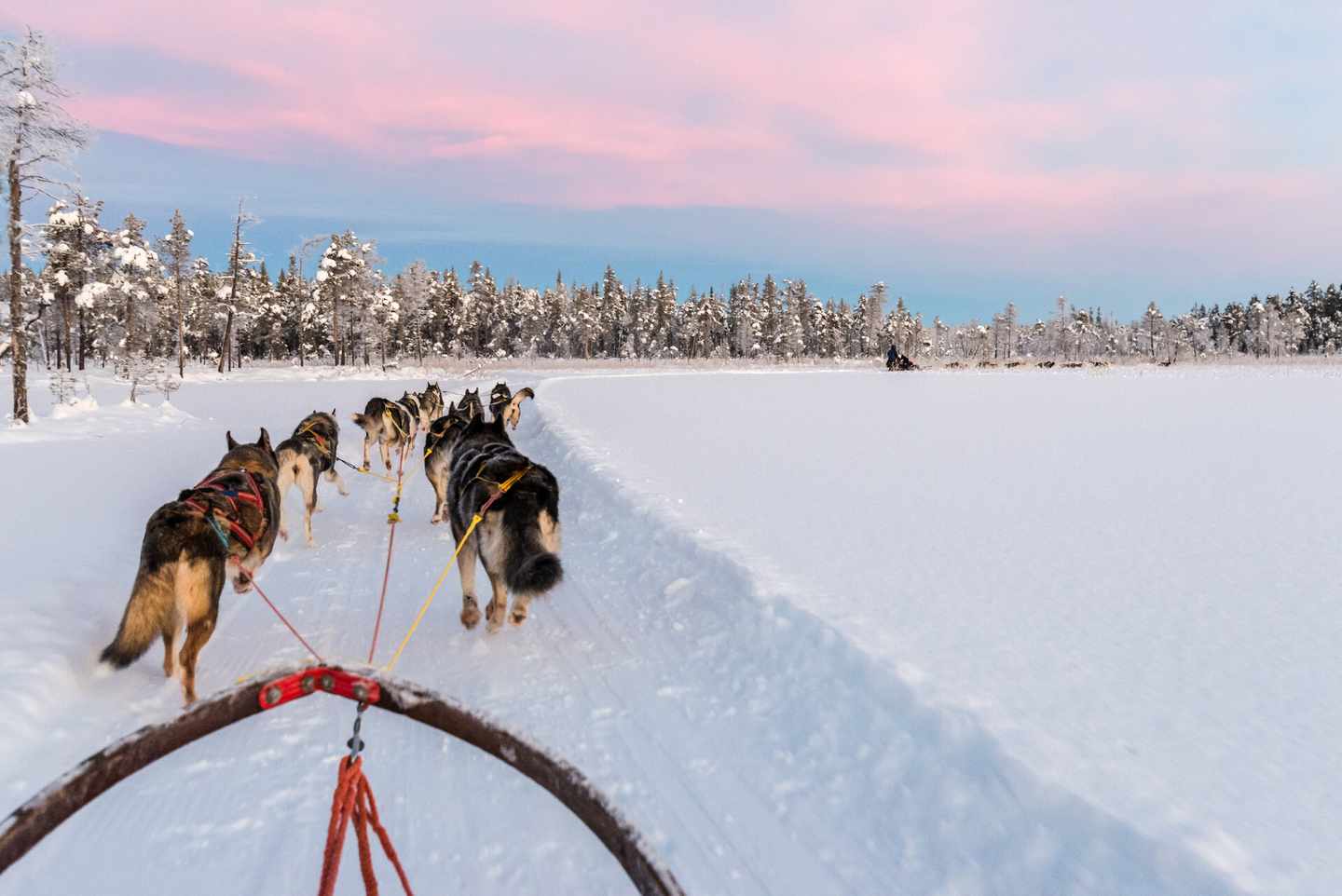 finnland-lappland-hundeschlitten-klein-g-1207129314.jpg