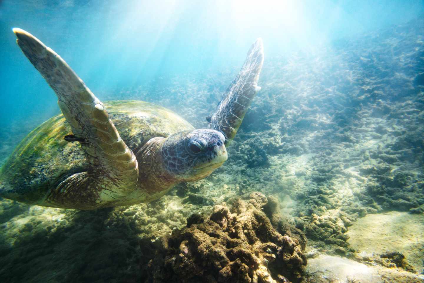 indischer-ozean-sri-lanka-hikkaduwa-schildkroete-meer-g-674555938.jpg