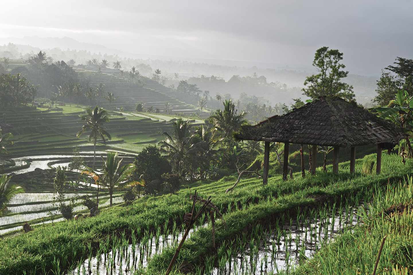 indonesien-bali-reisfeld-bei-sonnenaufgang-g-515221471_bearbeitet.jpg