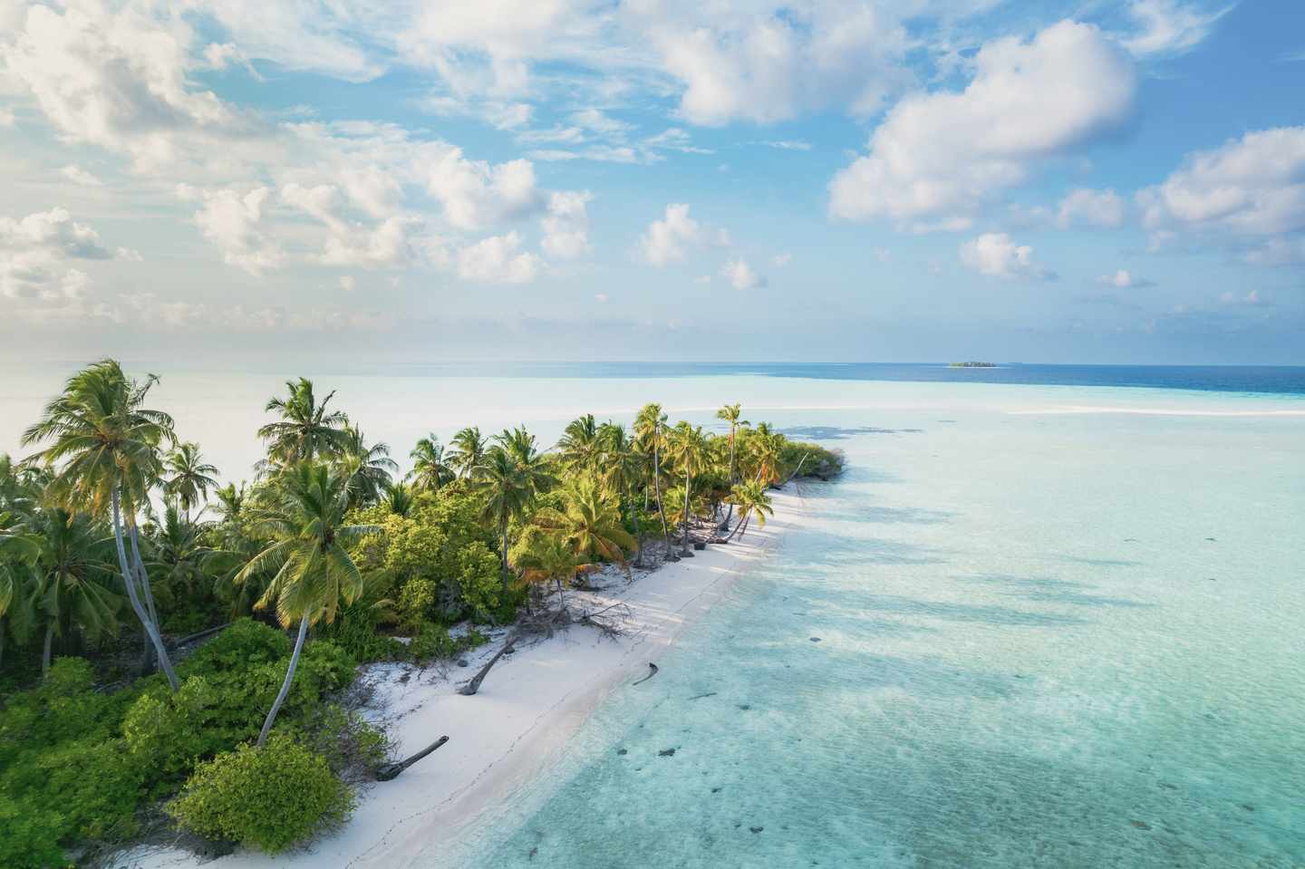 malediven-insel-palmen-g-1364013915.jpg