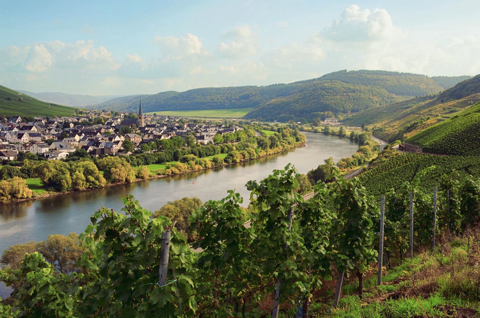 Weinberge an der Mosel