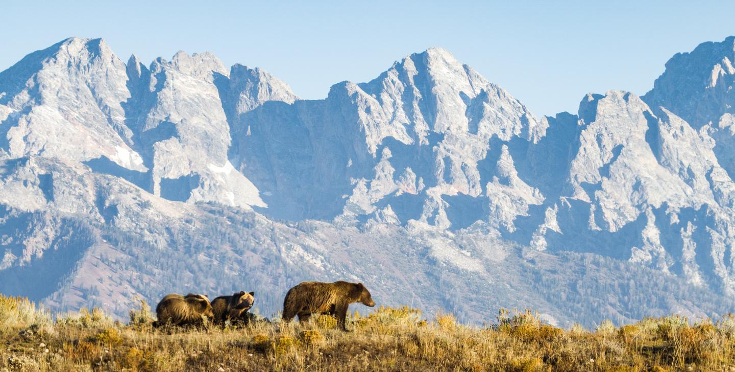 grizzly-mutter-und-junge-gehen-entland-der-rocky-mountains-g-502294916.jpg