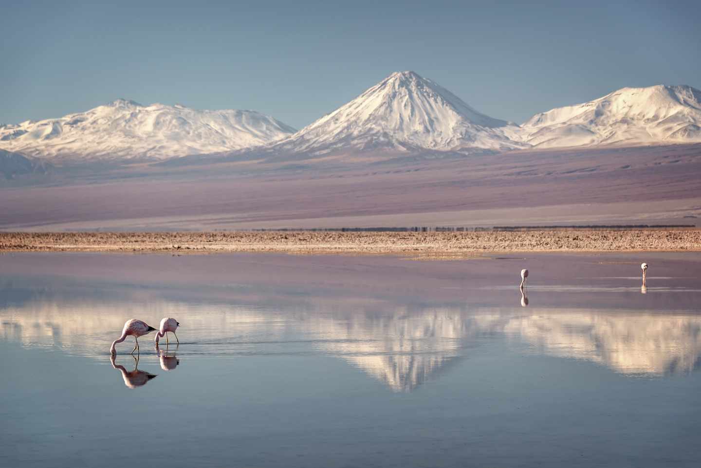 chile-atacama-mit-flamingos-in-einer-lagune-g-1026554558.jpg