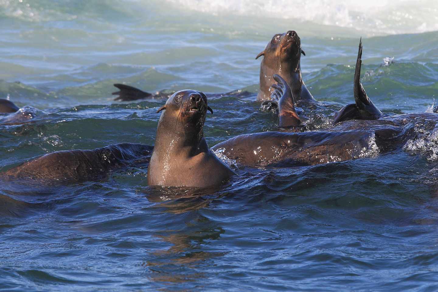 suedafrika-perlzrobben-g-1590837455.jpg