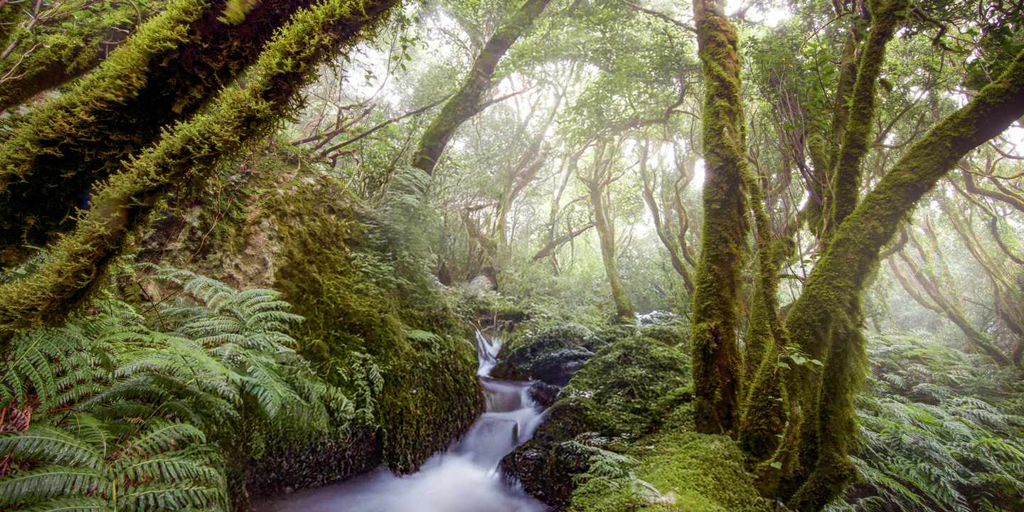 spanien-kanaren-teneriffa-lorbeerwald-bachlauf-farne-urwald-geheimtipps-g-2260376373.jpg
