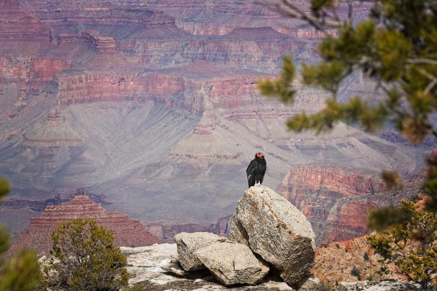 bltca7438e862faf600-usa-arizona-grand-canyon-kondor-g-2142239615.jpg Grand-Canyon-Nationalpark: Kalifornischer Kondor