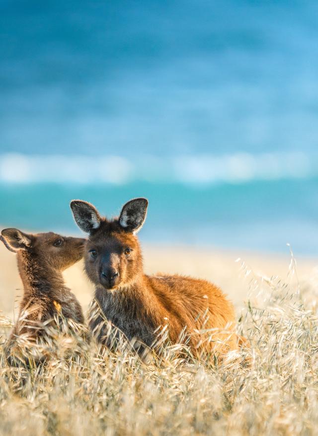 Zur Erlebnisreise Erlebnisreise in Südaustralien mit viel Wildlife