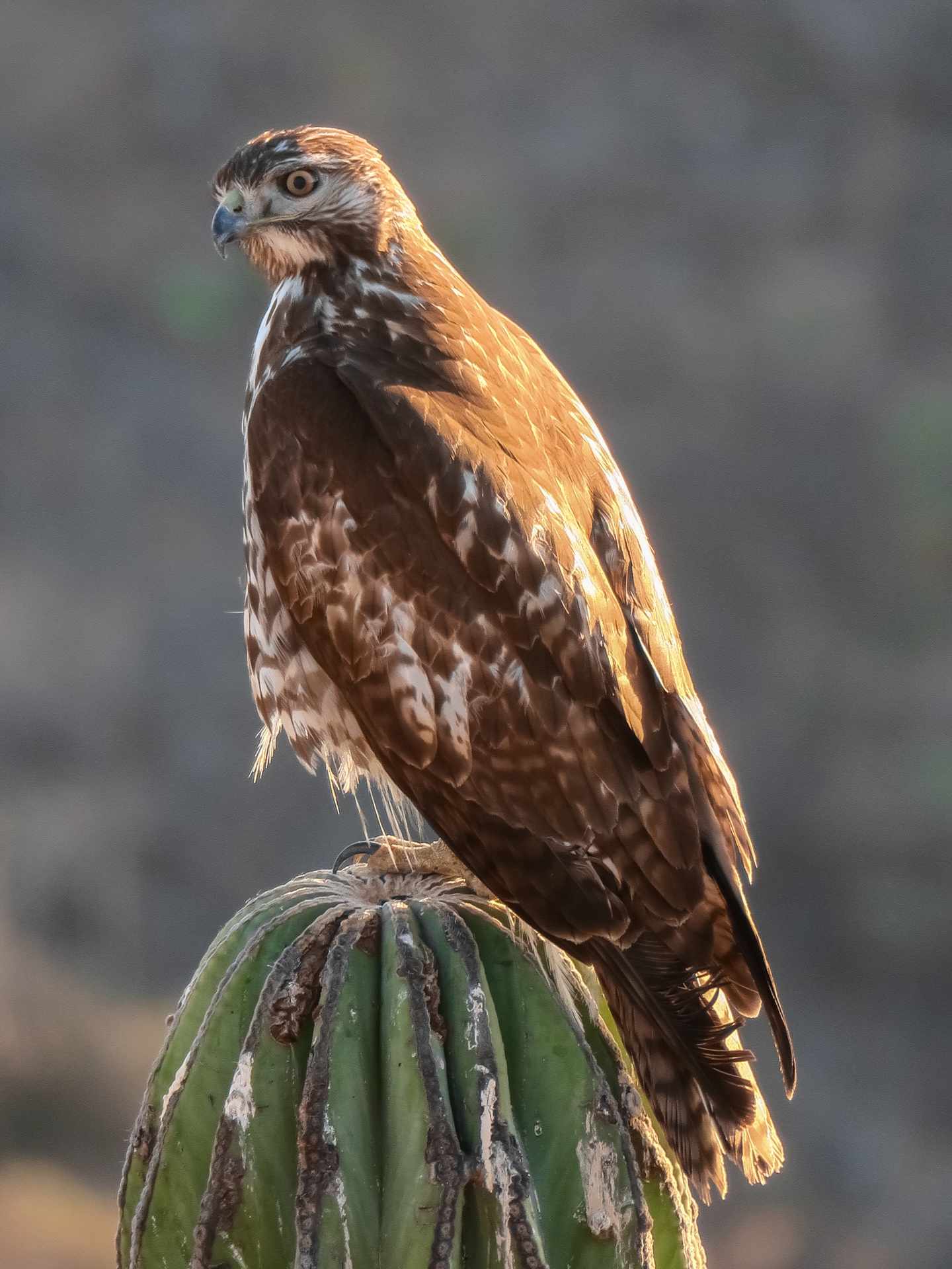 bltc7b4054fcebbbb22-mexiko-los-cabos-g-1475051776.jpg Los Cabos Sehenswürdigkeiten: Naturwunder