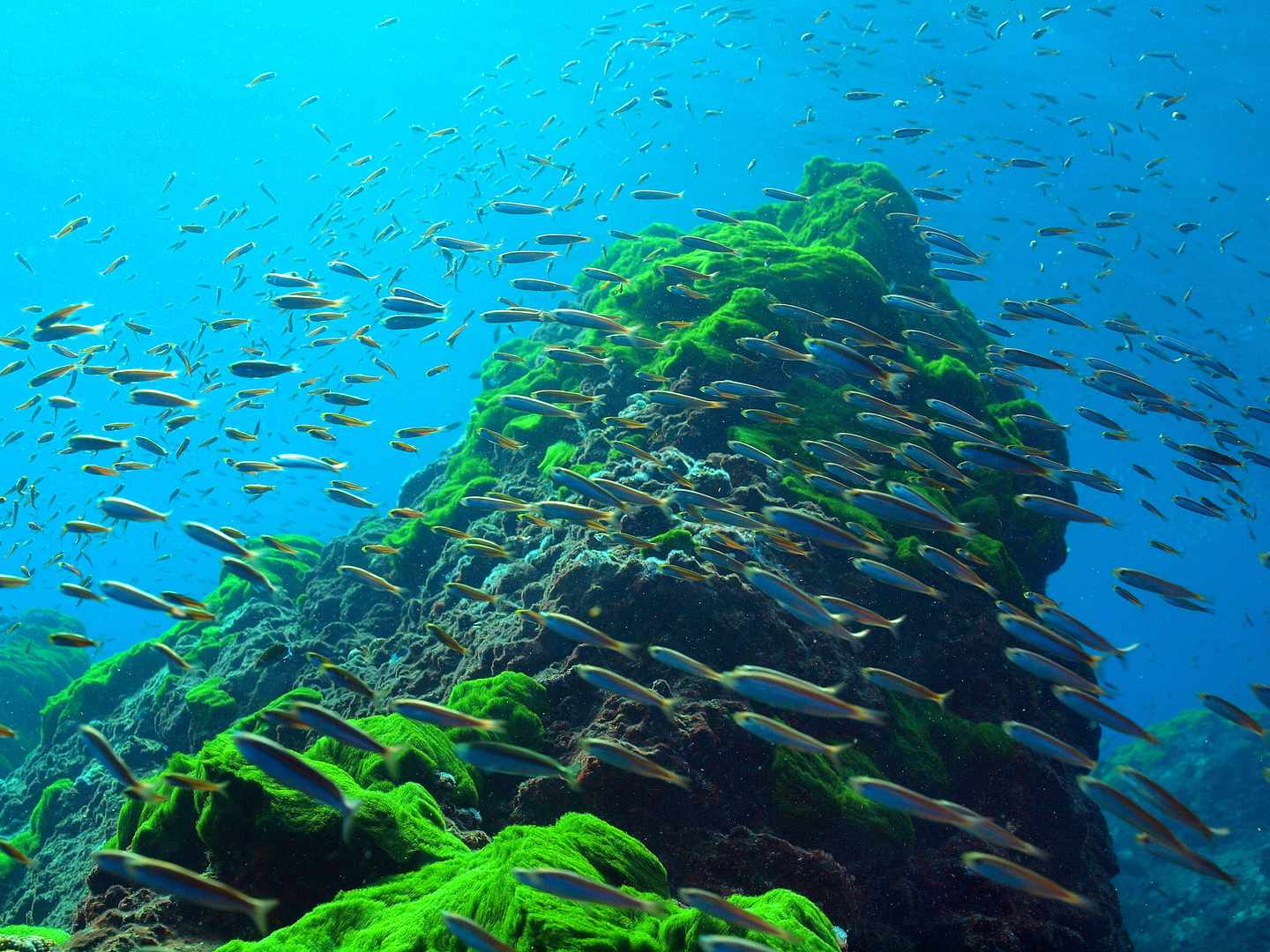 thailand-richelieu-rock-tauchen-t-504071008.jpg