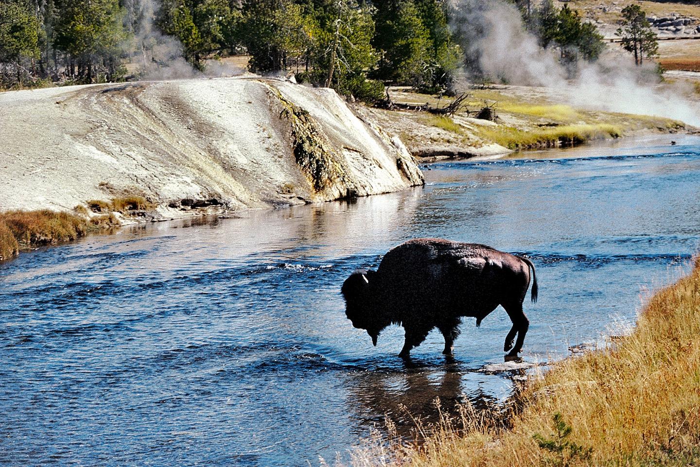 usa-wyoming-bison-p-u17803.jpg