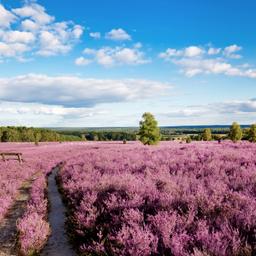 Urlaub Lüneburger Heide