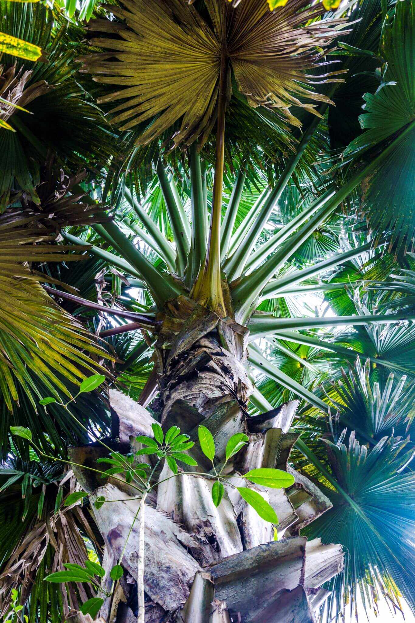 blt429ccc1eeac5d1ba-mauritius-pamplemousse-botanischer-garten-g-1519470161.jpg Palme von unten fotografiert ihn Pamplemousse