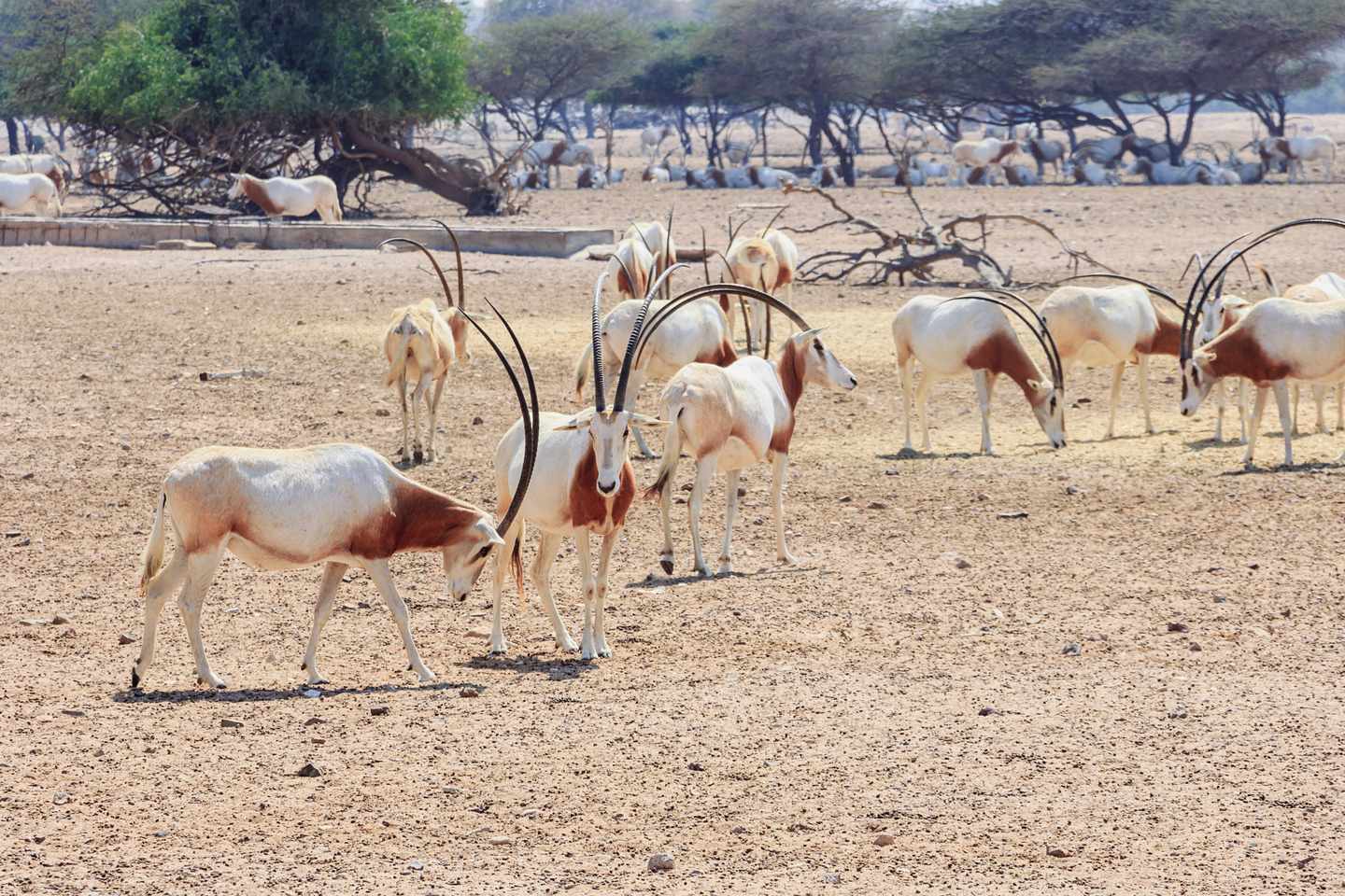 bltbf940e555e1a95cb-vae-abudhabi-sirbaniyas-g-944076126.jpg Oryx-Antilopen im Sir Bani Yas Wildlife Park