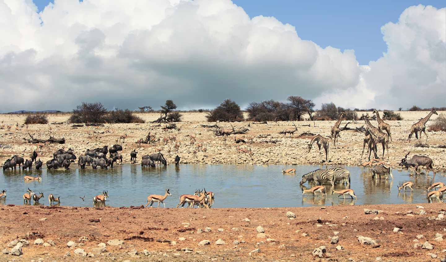 namibia-etosha-park-tiere-wasserloch-g-2184113697.jpg
