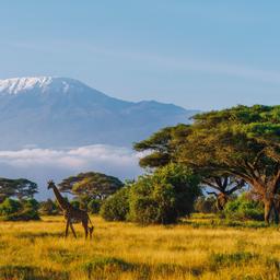 kenia-giraffe-kilimandscharo-amboseli-np-g-2111967560.jpg