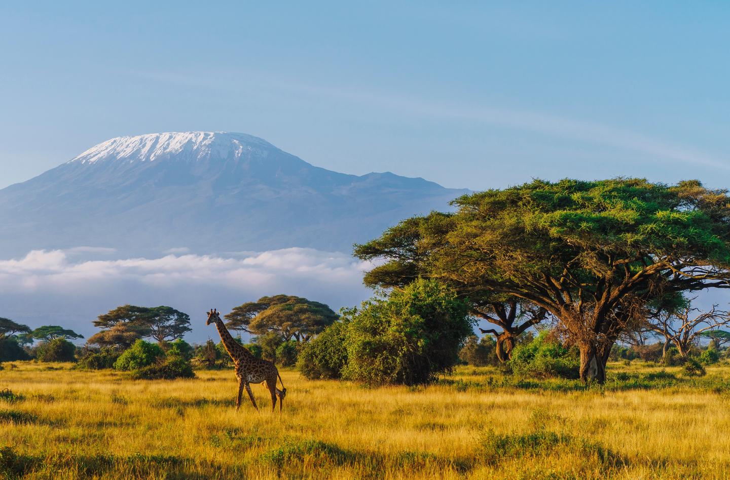 kenia-giraffe-kilimandscharo-amboseli-np-g-2111967560.jpg